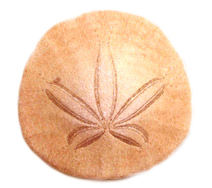 Sanddollar